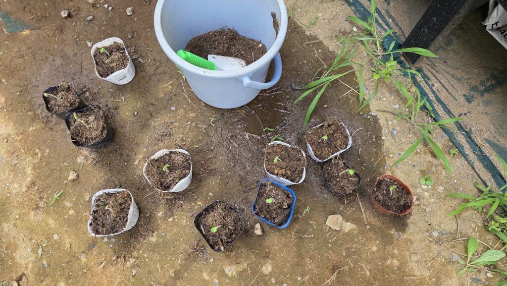 11個のポットにロックウールで発芽したオクラを植え付け終わって、じょうろで水極めをした様子。