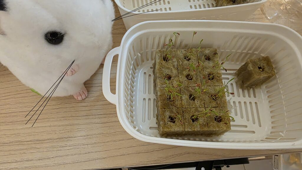 豆苗プランターにはにんじんのロックウール12個と芽が出ていないオクラのロックウール1つだけになった。