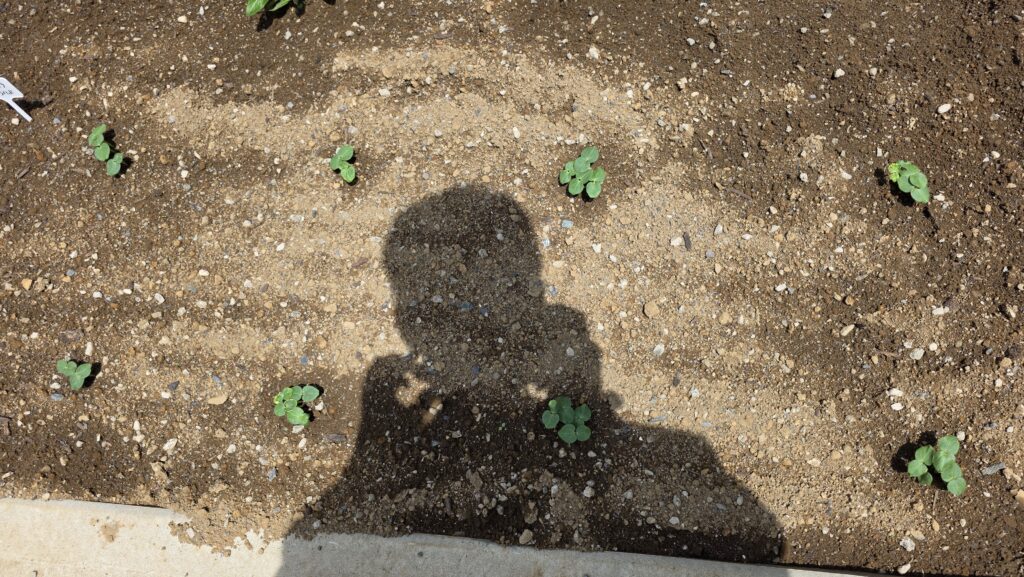 種を蒔いてから八日後の菜園右側オクラエリアの様子。8箇所に蒔いた種は全て芽を出した。