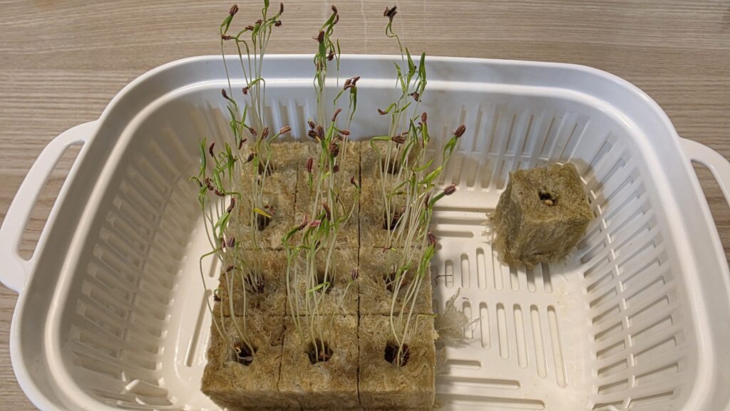 種を蒔いてから八日後のロックウールの様子。にんじんが一気にひょろひょろと芽を伸ばしている。やや徒長してしまった。