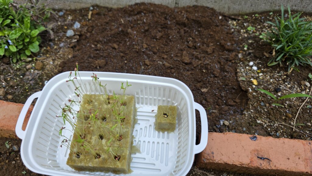 ロックウールのにんじんを植え付けるために花壇の前に豆苗プランターを持ってきた様子。