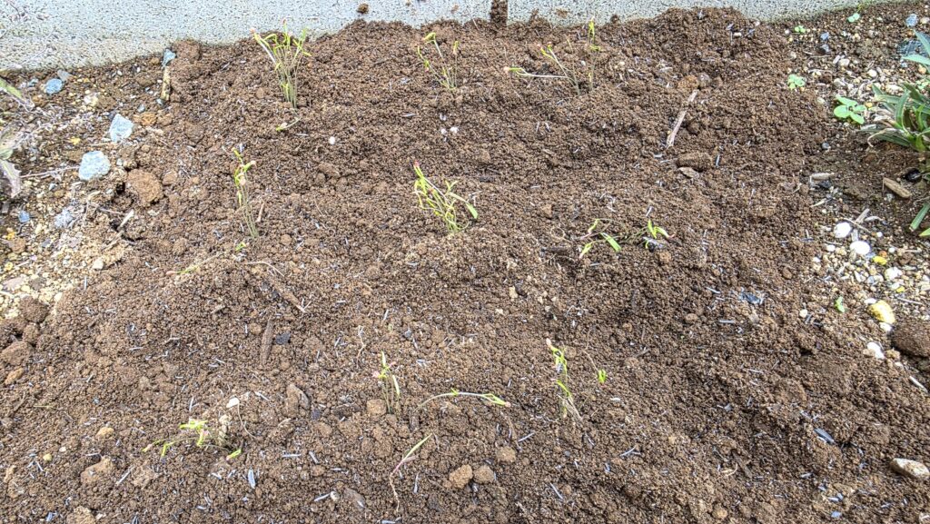 花壇の土にロックウールにんじんを植え付けた様子。9箇所に植え付けた。