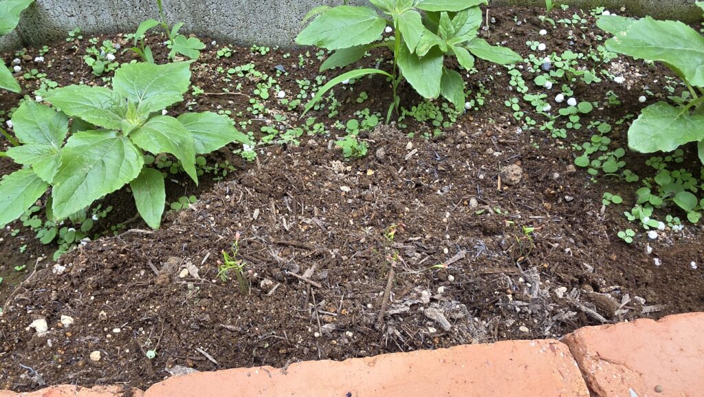 ひまわりの手前あたりにロックウールのにんじんを植え付けた様子。3箇所に植え付けた。