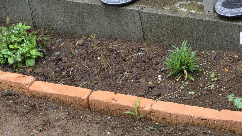 大雨の後の花壇のにんじんの様子。ロックウールで徒長した長い茎がかなりの本数倒れてしまっている。