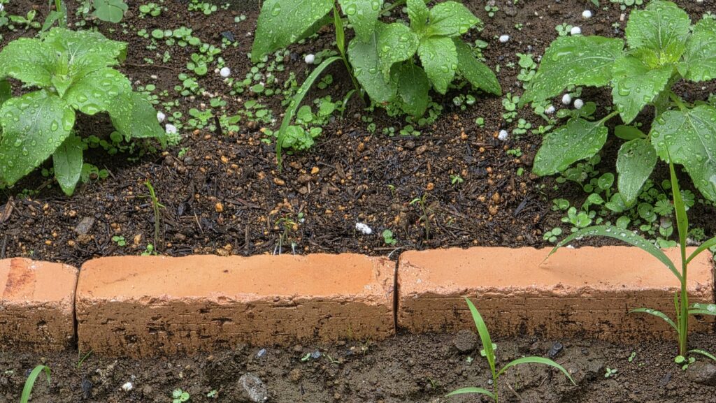 大雨の後の花壇のにんじんの様子。ロックウールで徒長した長い茎がほとんど全て倒れてしまっている。