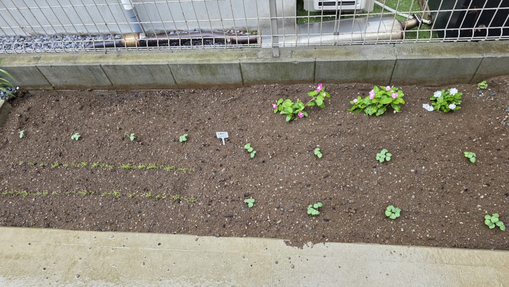 種を蒔いてから九日後の菜園の様子。にんじんもオクラも順調に芽を大きくしてきている。
