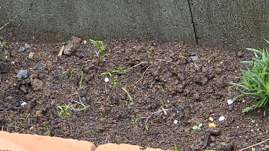 花壇のにんじんの様子。大雨でほとんど倒れてしまっていた茎が何本か復活して力強く立っている。