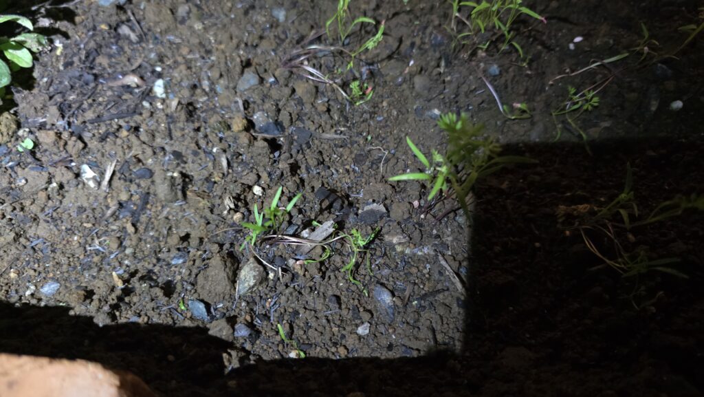 ロックウールで発芽させて植え付けた花壇のにんじんの様子。雨で初期から倒れてしまっていた芽だったが、倒れて地面に接した部分から本葉を出していた。