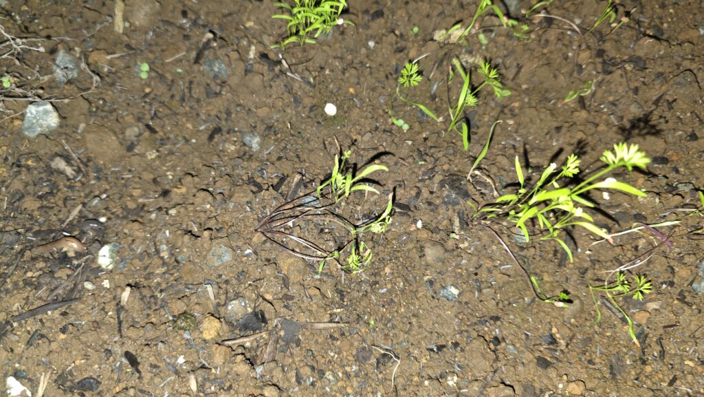 ロックウールで発芽させて植え付けた花壇のにんじんの様子。雨で初期から倒れてしまっていた芽だったが、倒れて地面に接した部分から本葉を出していた。