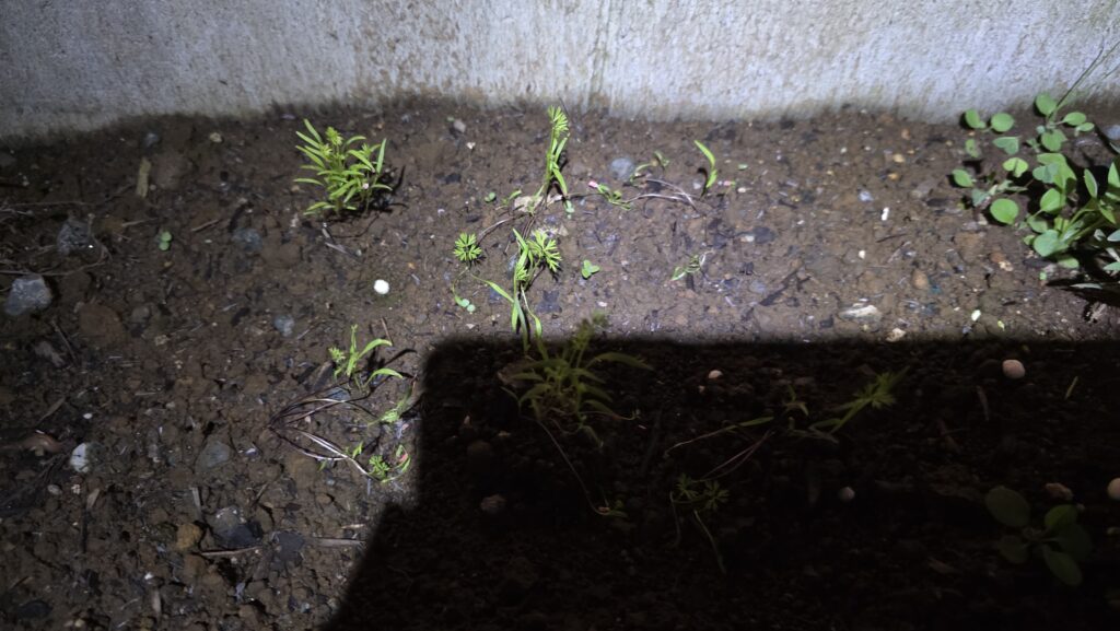 ロックウールで発芽させて植え付けた花壇のにんじんの様子。雨で初期から倒れてしまっていた芽だったが、倒れて地面に接した部分から本葉を出していた。