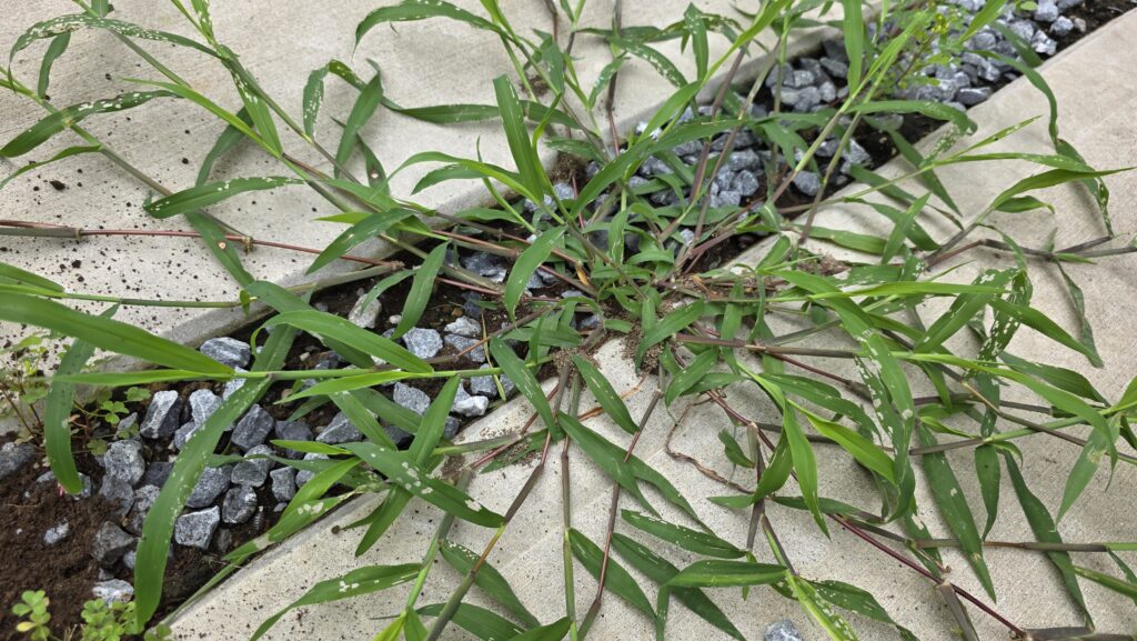 雌日芝。赤い茎が放射状に広がり、その先から葉を伸ばしている。