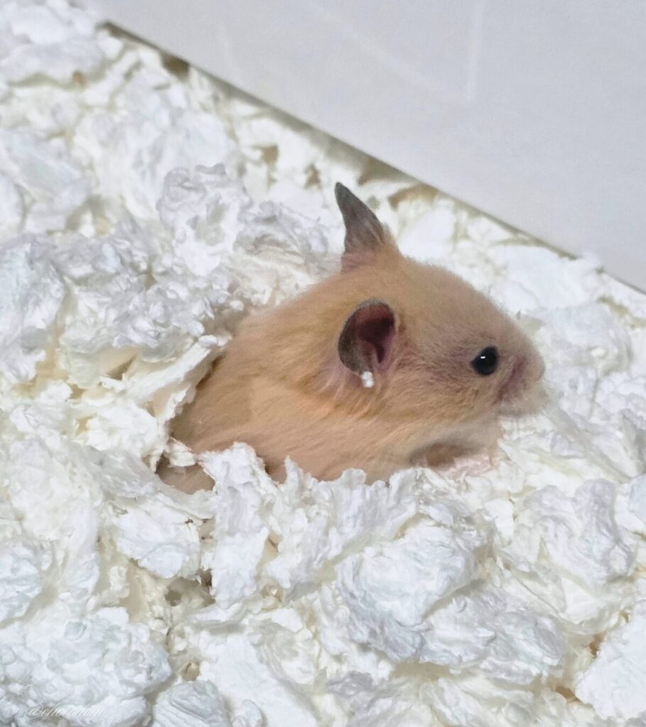 キンクマハムスターひまわりちゃんの写真。真っ白な床材の中からひょっこりと顔を出した様子。