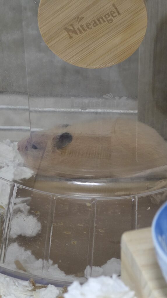 キンクマハムスターのひまわりちゃんが回し車の後ろで眠たそうにしている