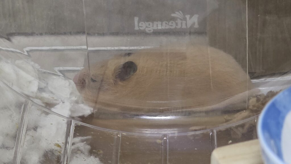 キンクマハムスターのひまわりちゃんが回し車の後ろで眠たそうにしている