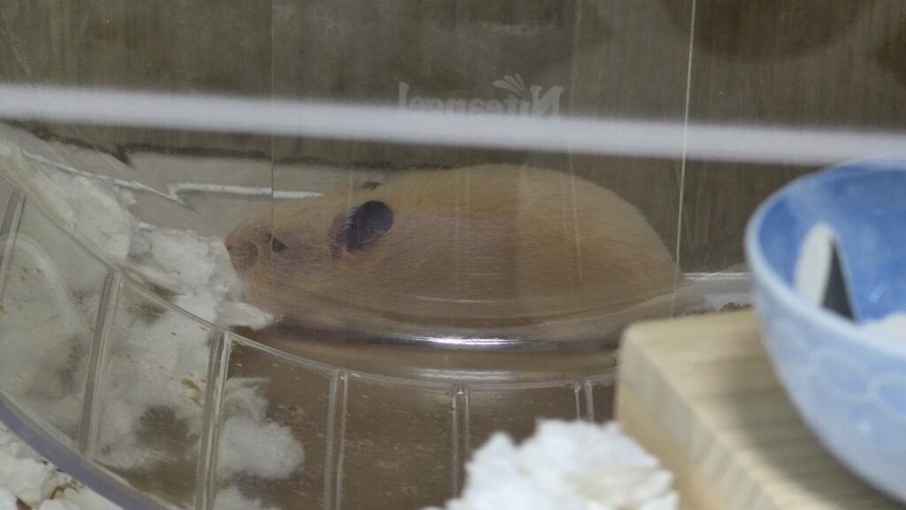 キンクマハムスターのひまわりちゃんが回し車の後ろで眠たそうにしている