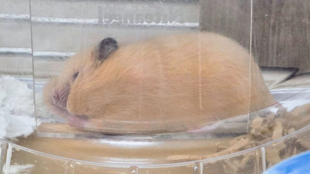 キンクマハムスターひまわりちゃんの寝顔の写真ほっぺたに詰め込んだ床材が回し車に引っかかって顔の形が変わっている