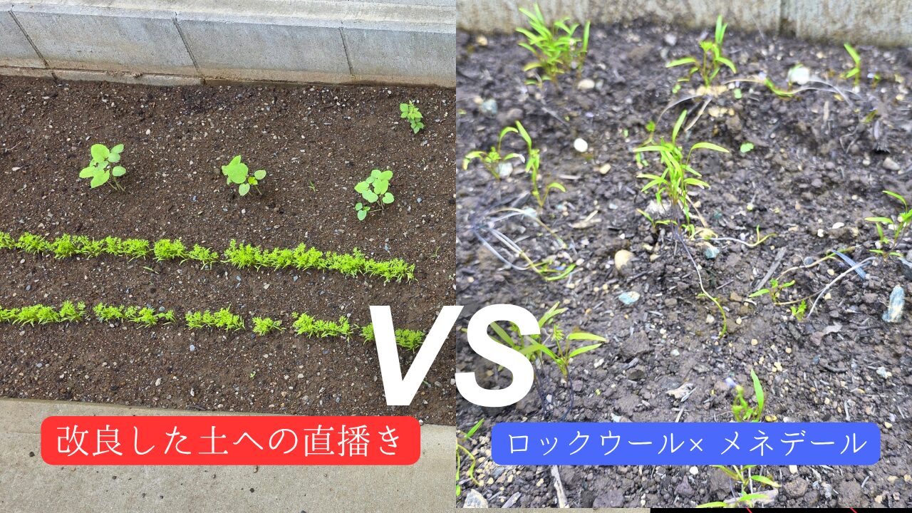 直播きした種が成長した家庭菜園と、ロックウールに蒔いた種を花壇に植え付けた後の様子を並べた対比画像