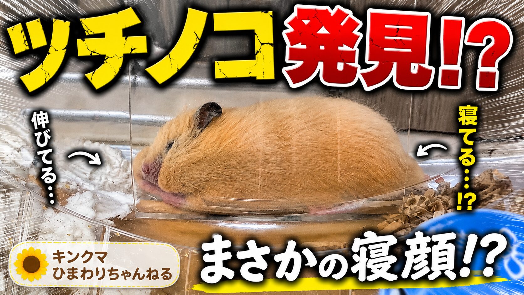 ひまわりちゃんの寝顔の写真に「ツチノコ発見！？まさかの寝顔！？というテキストを埋め込んである