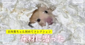 キンクマハムスターひまわりちゃんの写真。真っ白な床材からちょこんと顔を出している。下の方に「ひまわりちゃん初めてコレクション　床材に潜った」というテキストが埋め込まれている