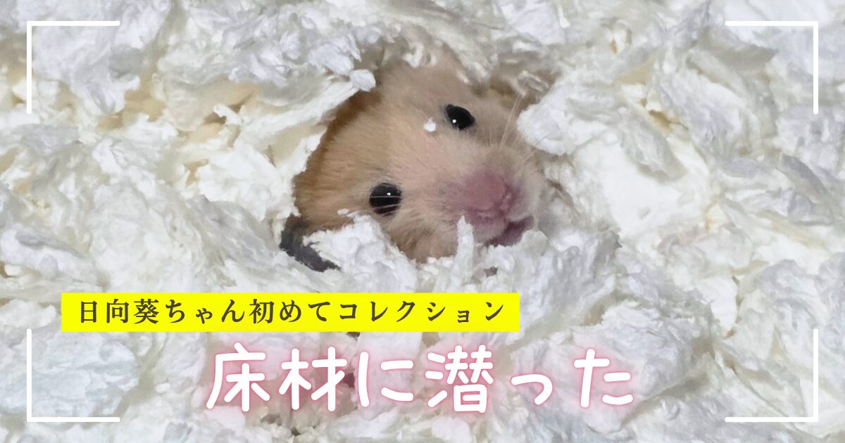 キンクマハムスターひまわりちゃんの写真。真っ白な床材からちょこんと顔を出している。下の方に「ひまわりちゃん初めてコレクション　床材に潜った」というテキストが埋め込まれている