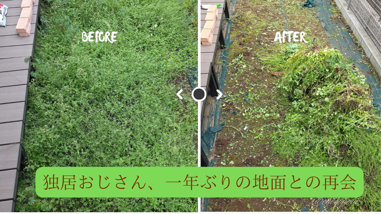 アイキャッチ画像。左半分がBEFOREとして草むしり前の荒れ放題の庭、右半分がAFTERとして草むしりをした後の雑草が山と積みあがっている庭の様子。「独居おじさん、一年ぶりの地面との再会」というテキストが埋め込まれている。