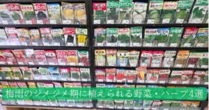 野菜の種がたくさん並んでいるコーナーの写真に「梅雨のジメジメ期に植えられる野菜・ハーブ4選」というテキストが埋め込まれている。