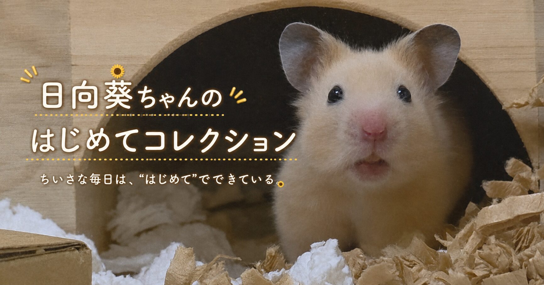 キンクマハムスターひまわりちゃんが巣箱から出てきた瞬間の写真に「ひまわりちゃんのはじめてコレクション　ちいさな毎日は、はじめてで出来ている」というテキストが埋め込まれている。