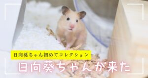 キンクマハムスターひまわりちゃんの写真に「ひまわりちゃん初めてコレクション　ひまわりちゃんが来た」というテキストを埋め込んでいる。