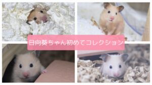 キンクマハムスター日向葵ちゃんの写真を並べ、「ひまわりちゃん初めてコレクション」というテキストを埋め込んでいる。