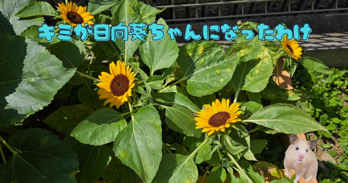 庭の花壇の向日葵にキンクマハムスターひまわりちゃんの写真を合成した画像に「キミが日向葵ちゃんになったわけ」というテキストを埋め込んでいる。