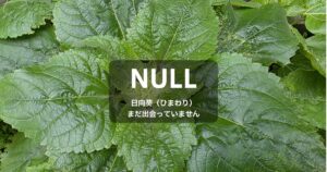 ひまわりの大きな葉の真ん中のまだつぼみになっていない部分に「NULL　日向葵(ひまわり)まだ出会っていません」というテキストが埋め込まれている。