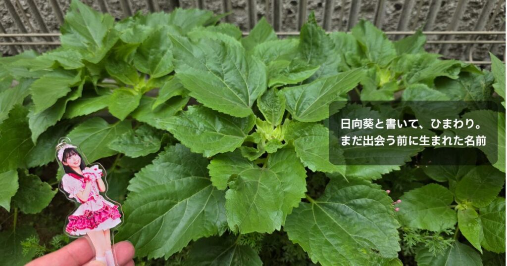 花壇の向日葵の写真の前に水野ひなたちゃんのアクスタを配置し、「日向葵と書いて、ひまわり。まだ出会う前に生まれた名前」というテキストを埋め込んでいる。