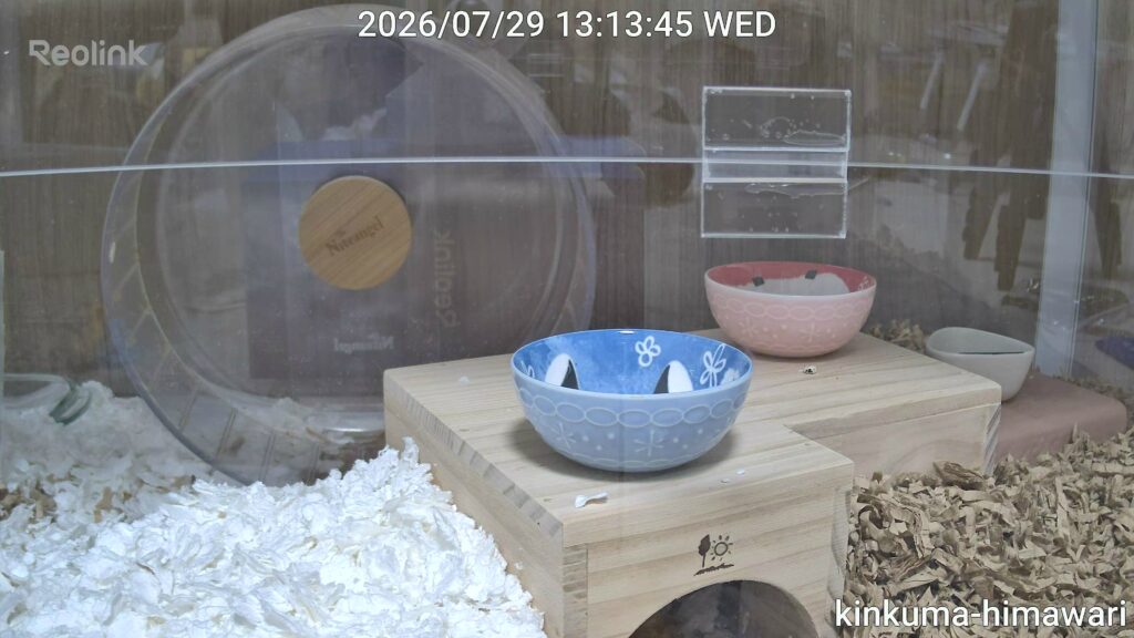 Reolink E1 Zoomの光学3倍ズームでアップにした日向葵ちゃんの食器の写真