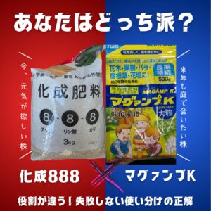 化成肥料888とマグァンプKの写真を対比で並べ、「あなたはどっち派？化成肥料888に「今、元気が欲しい株」マグァンプに「来年も庭で会いたい株」役割が違う！失敗しない使い分けの正解」というテキストが埋め込まれている。