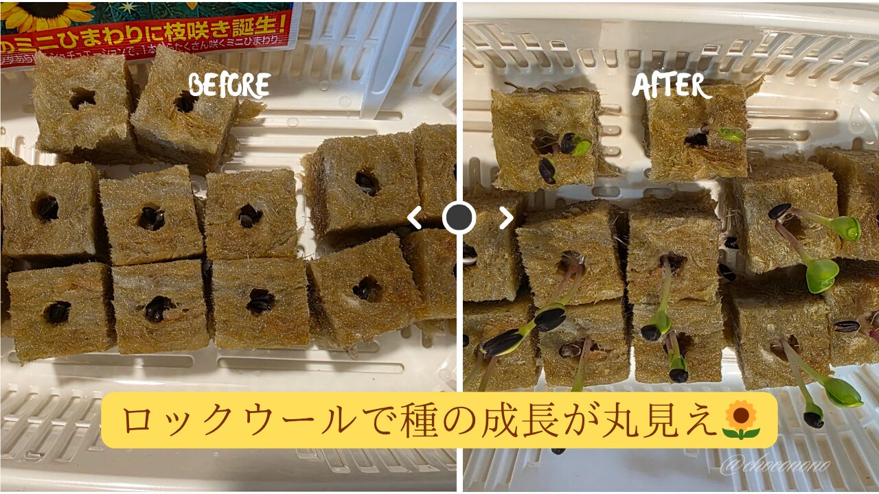 ロックウールにミニひまわりの種を蒔いた当日の写真と七日後の写真をビフォーアフターとして並べ、「ロックウールで種の成長が丸見え」というテキストを埋め込んでいる。