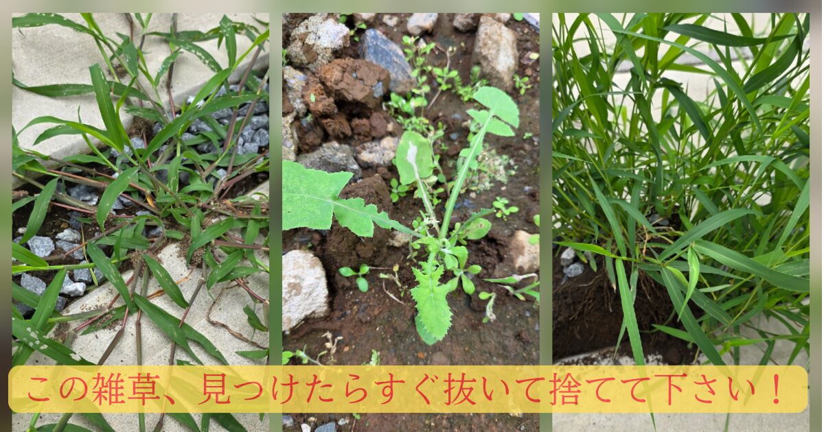 メヒシバ、たんぽぽ、猫じゃらしの写真をコラージュにし「この雑草、見つけたらすぐ抜いて捨ててください！」というテキストが埋め込まれている。