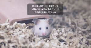 キンクマハムスターひまわりちゃんの写真に「向日葵が咲いた日に出会った 太陽みたいな我が家のアイドル 日向葵(ひまわり)ちゃん」というテキストを埋め込んでいる。