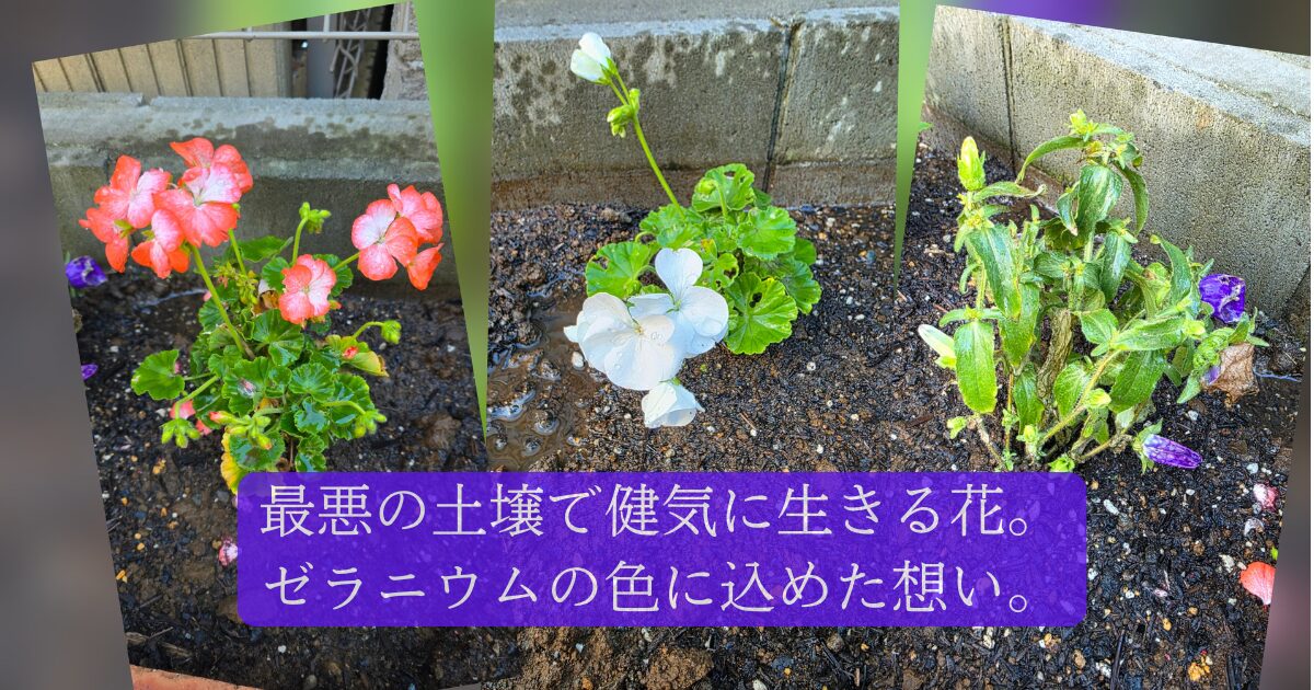 2色のゼラニウムの花とカンパニュラの花の写真を背景に、「最悪の土壌でけなげに生きる花。ゼラニウムの色に込めた想い」というテキストが埋め込まれている。
